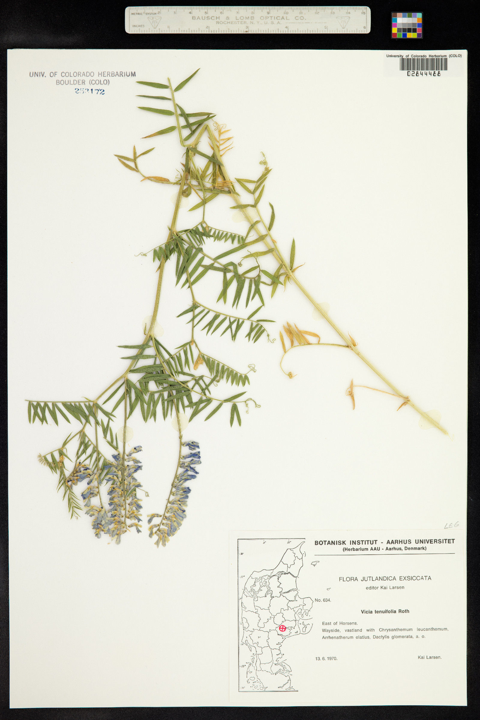 Vicia cracca image