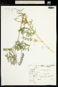 Vicia tenuifolia image