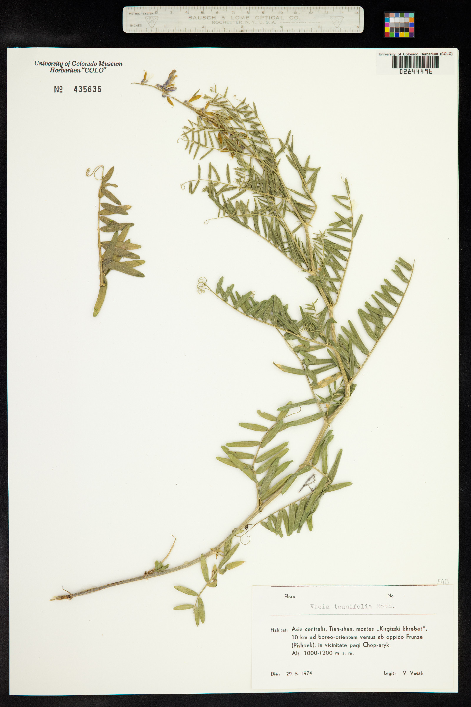 Vicia cracca image