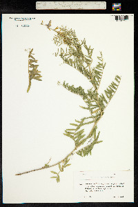 Vicia tenuifolia image