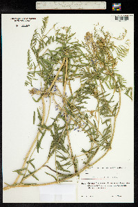 Vicia tenuifolia image