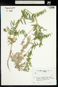 Vicia tenuifolia image