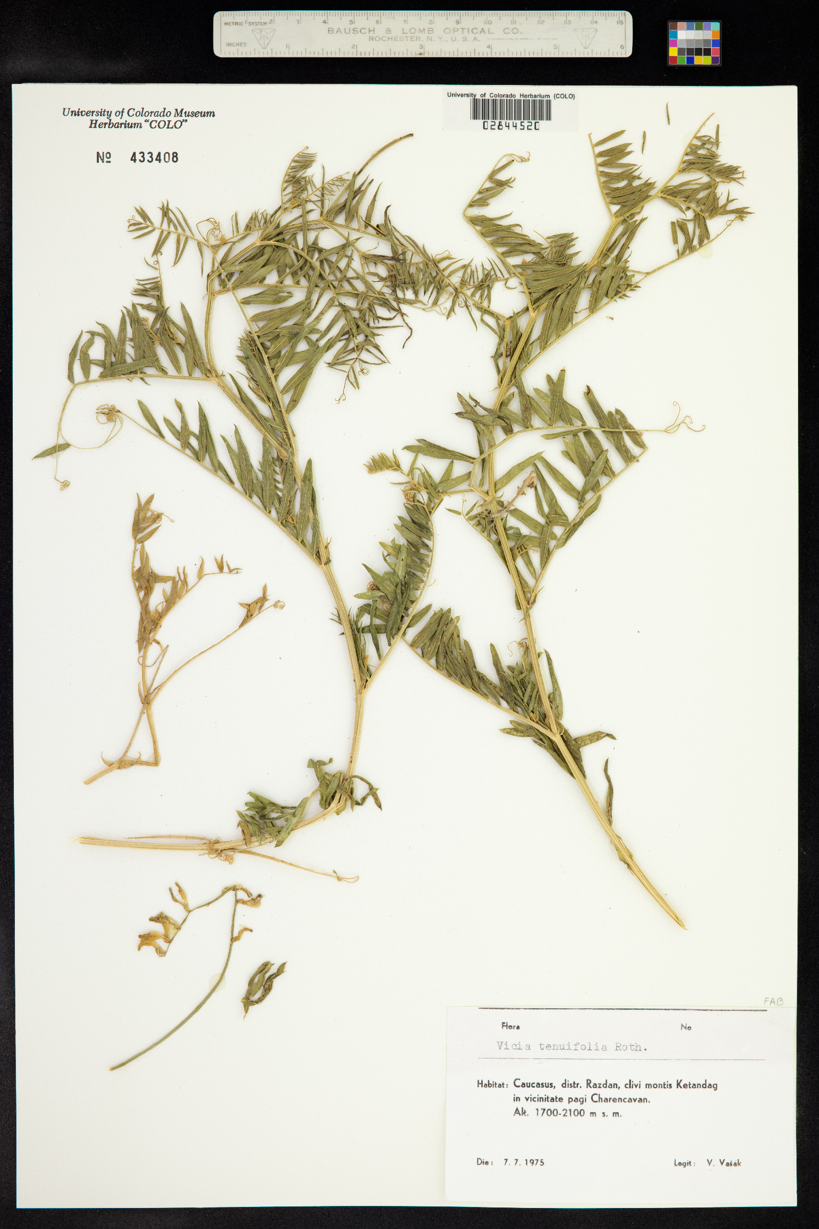 Vicia tenuifolia image