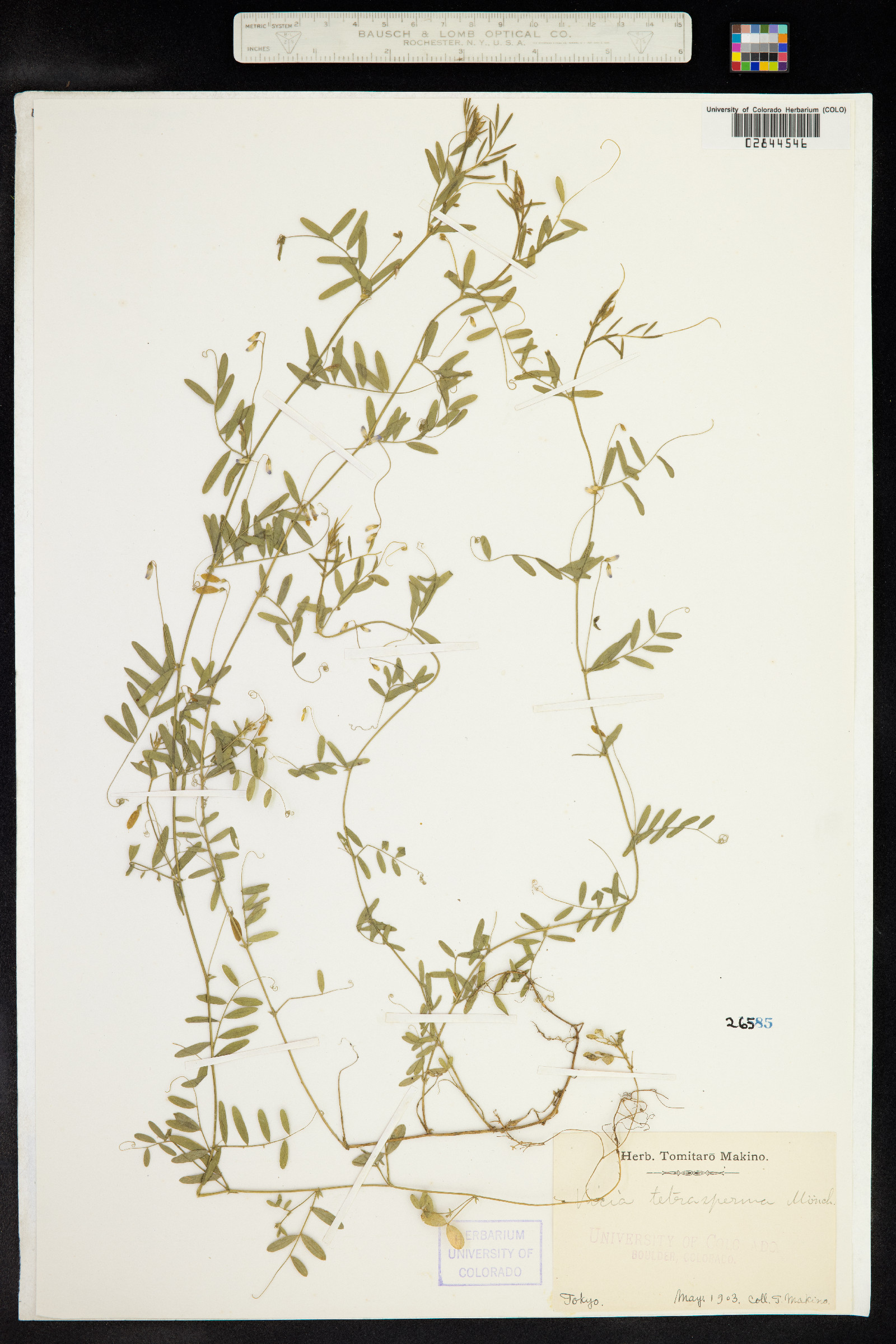 Vicia tetrasperma image