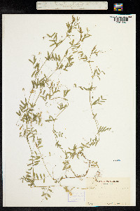 Vicia tetrasperma image