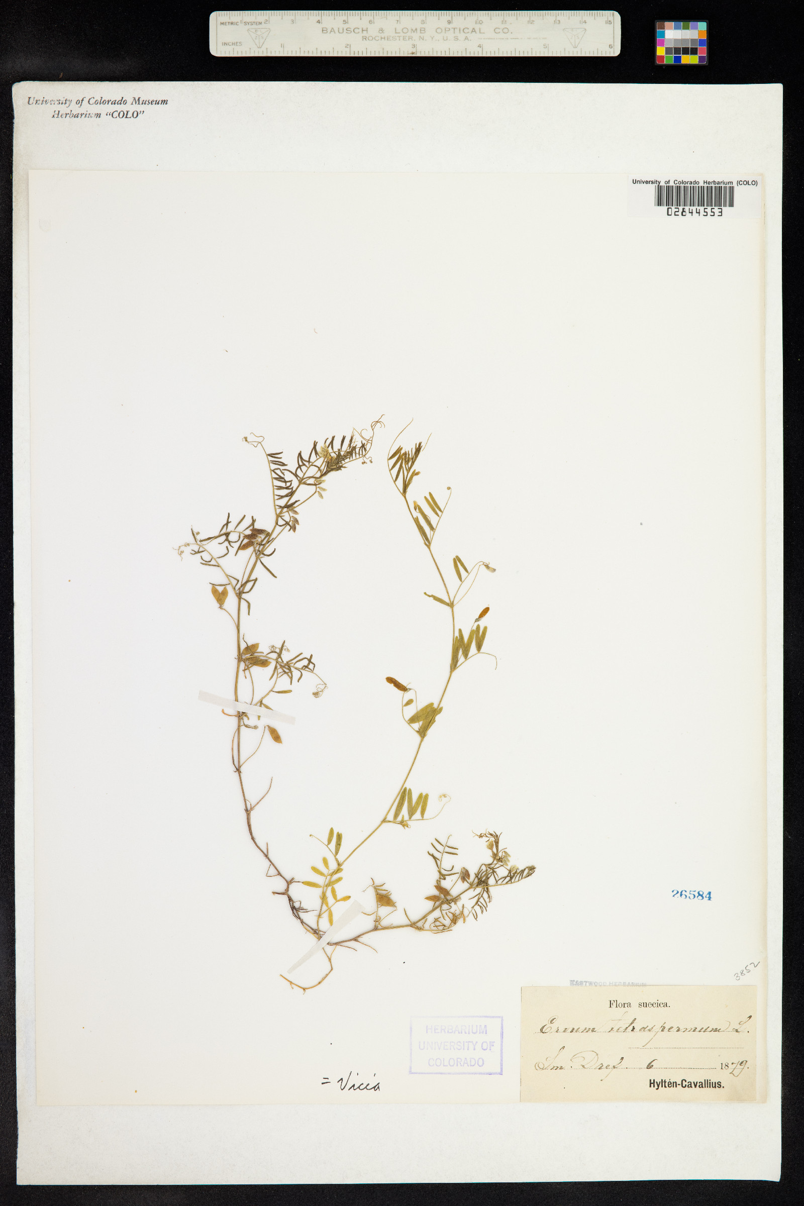 Vicia tetrasperma image