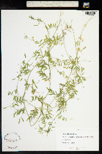 Vicia tetrasperma image