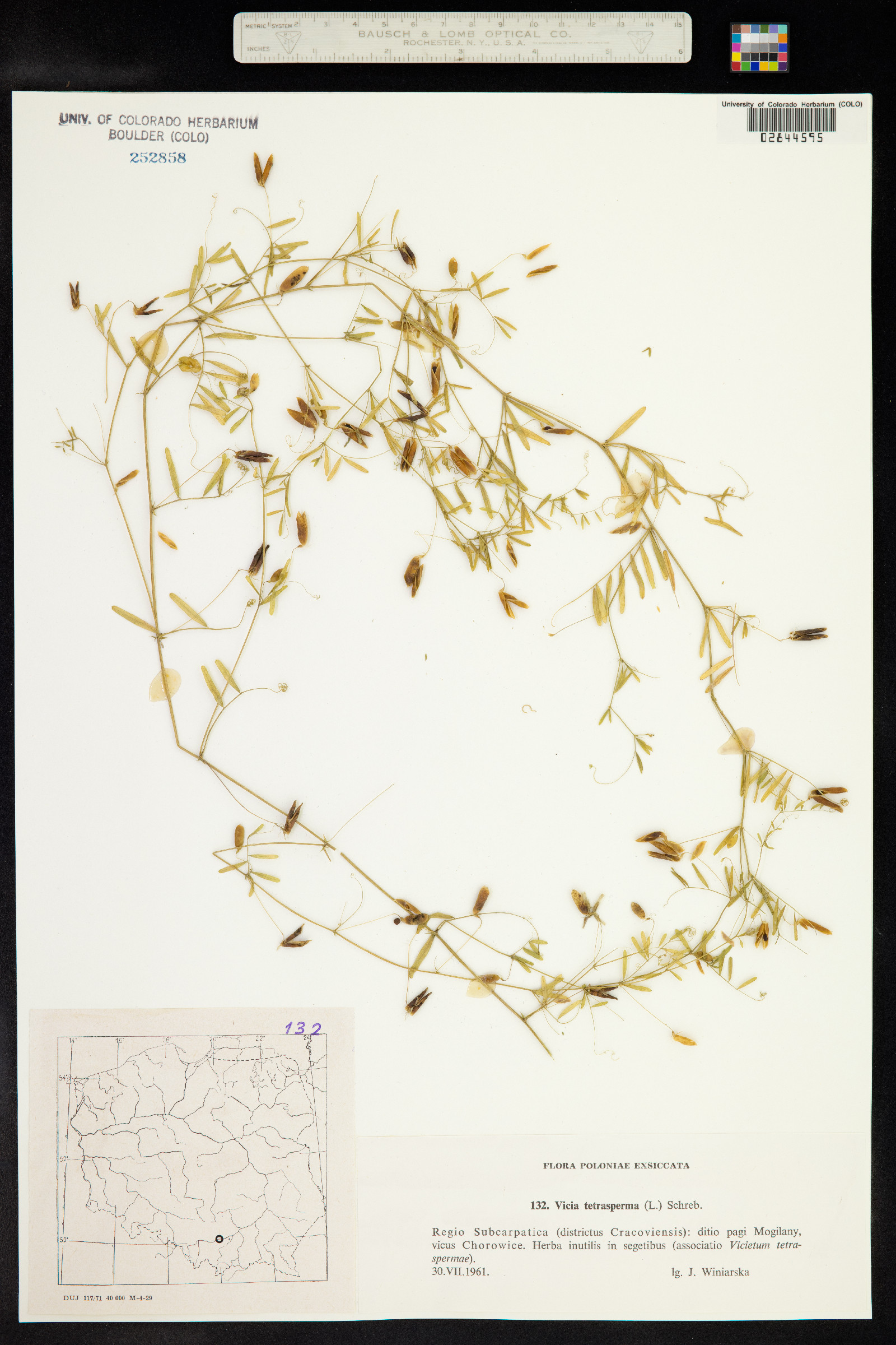 Vicia tetrasperma image