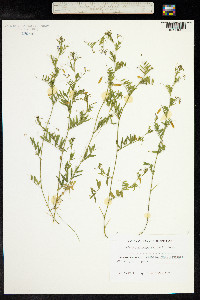 Vicia tetrasperma image