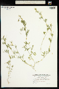 Vicia tetrasperma image