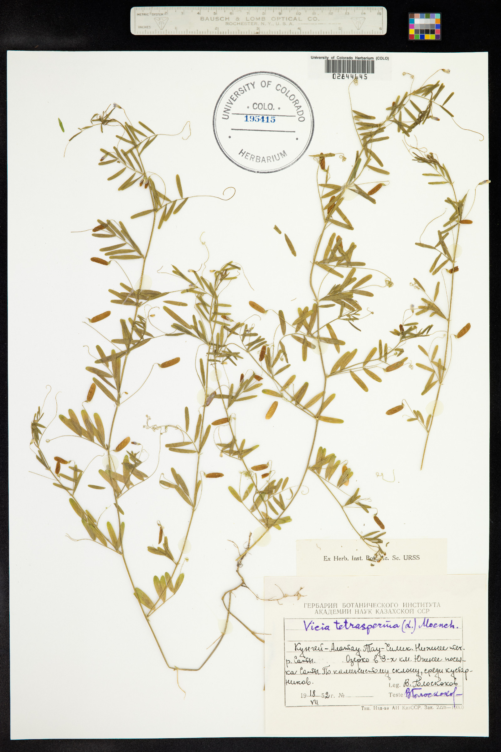 Vicia tetrasperma image