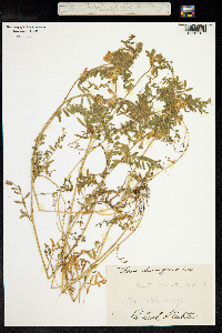 Vicia pannonica image