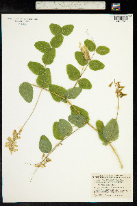 Vicia pisiformis image