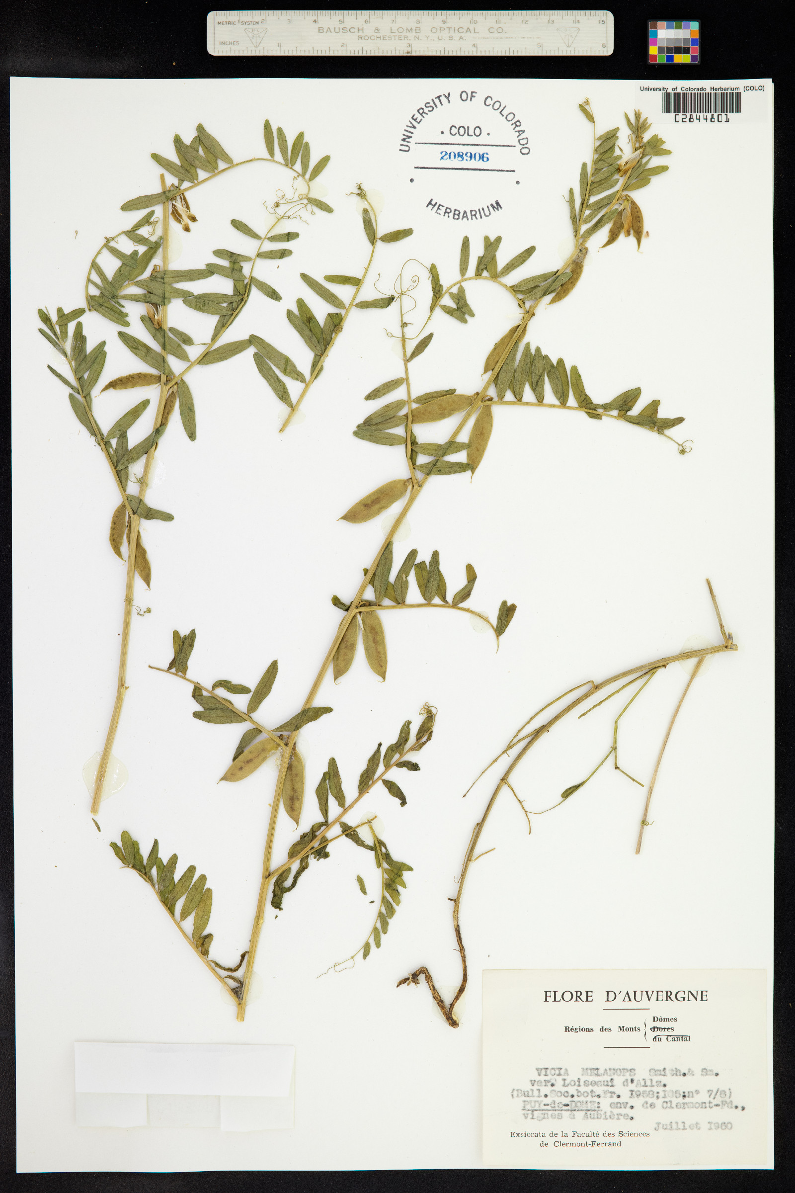 Vicia melanops image