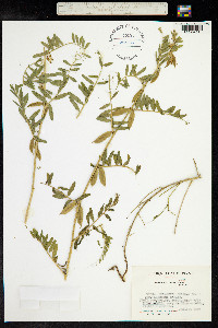 Vicia melanops image