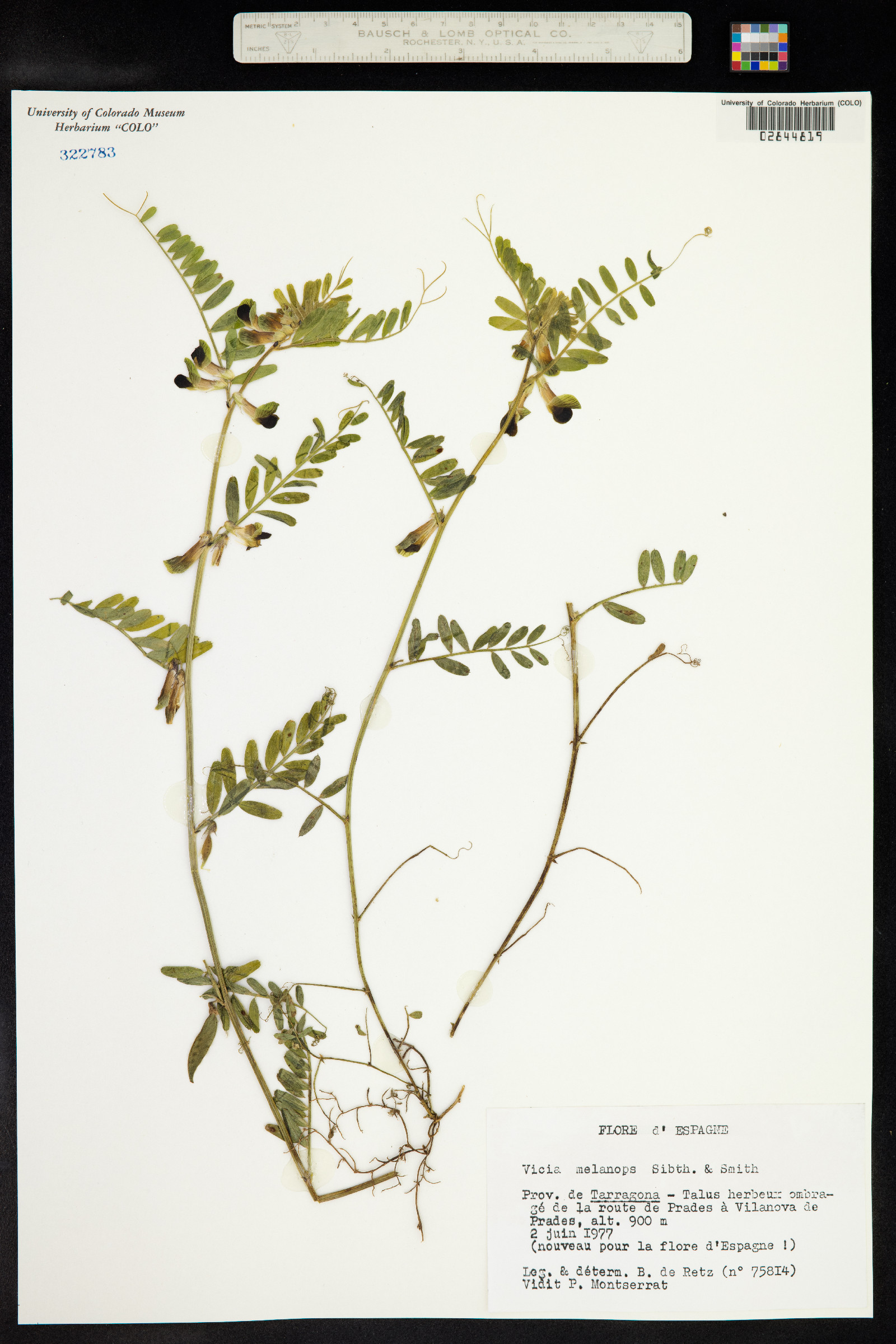 Vicia melanops image