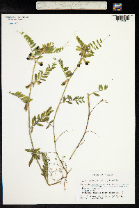 Vicia melanops image