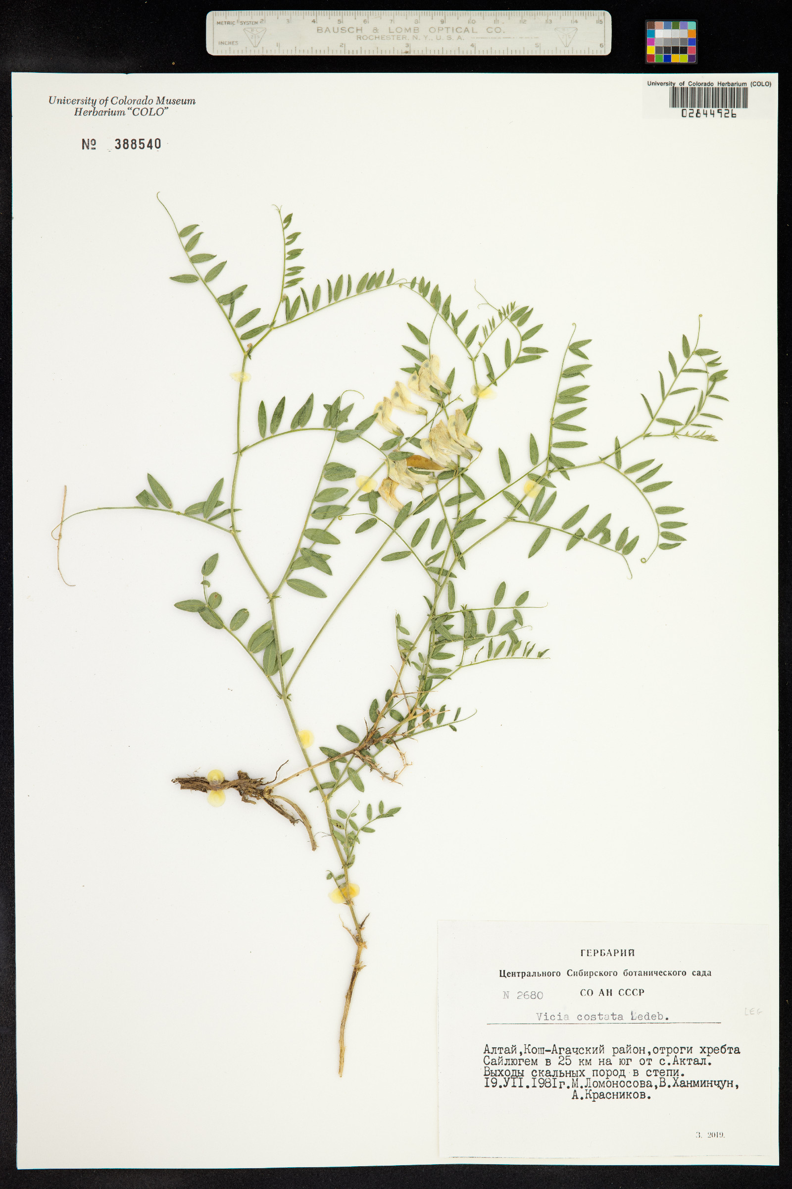 Vicia costata image