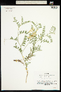 Vicia costata image