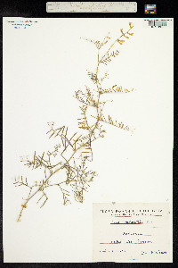 Image of Vicia dalmatica