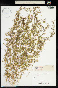 Vicia parviflora image