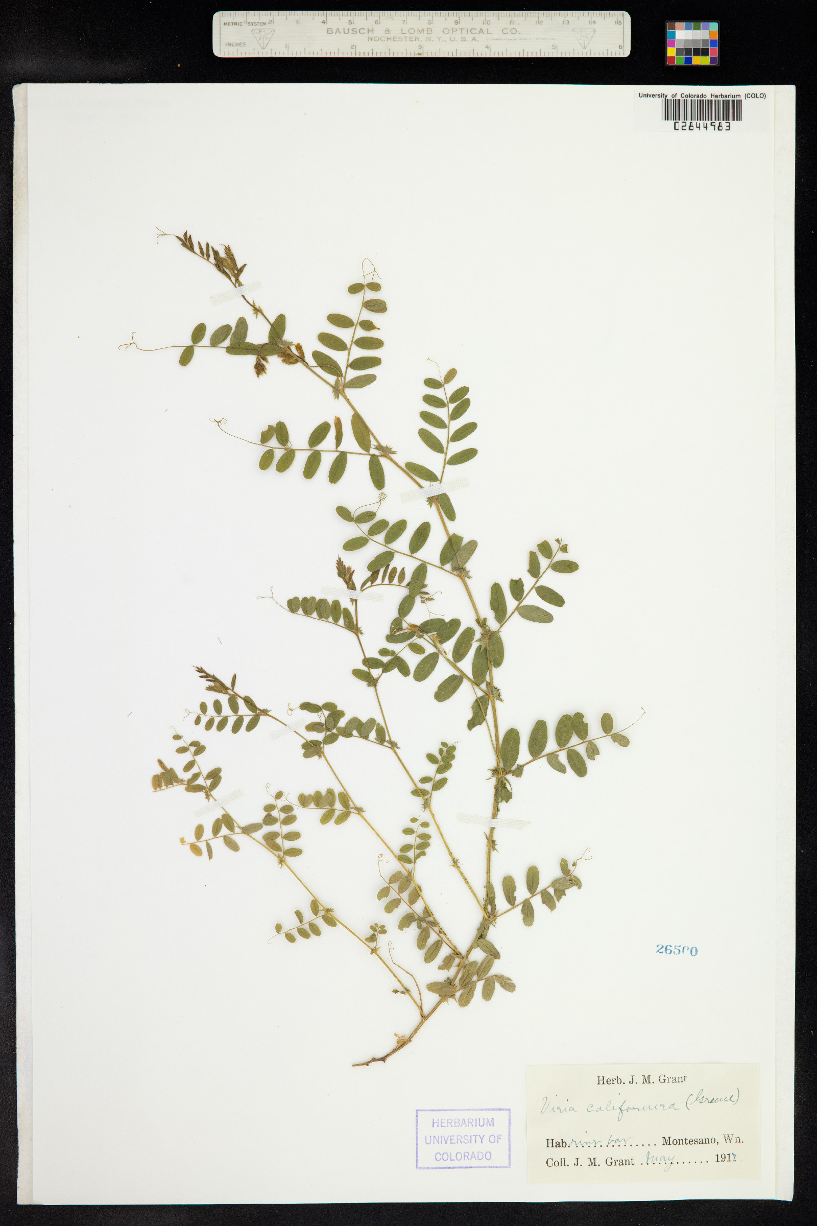 Vicia americana ssp. americana image