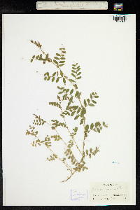 Vicia americana subsp. americana image