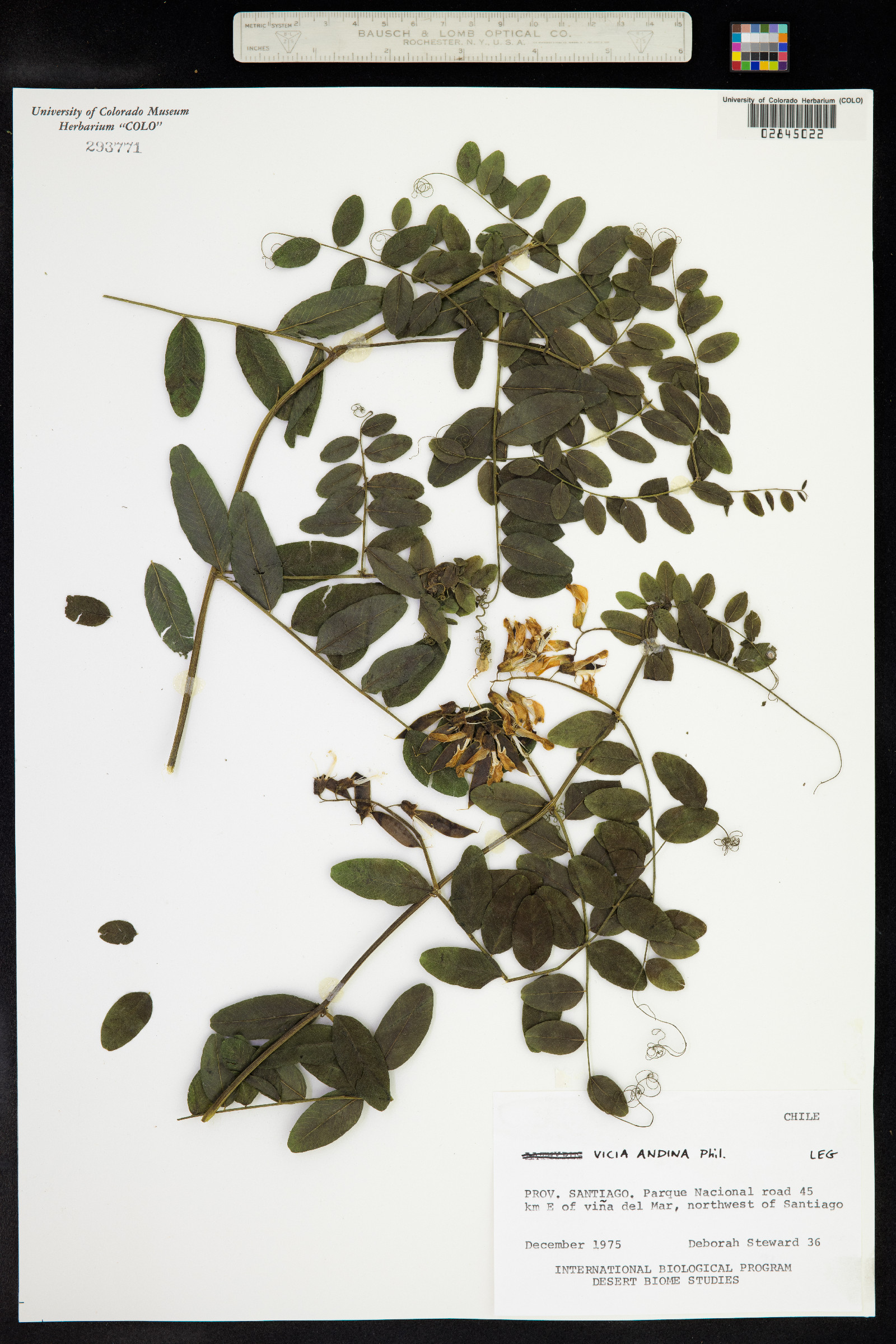 Vicia nigricans subsp. nigricans image
