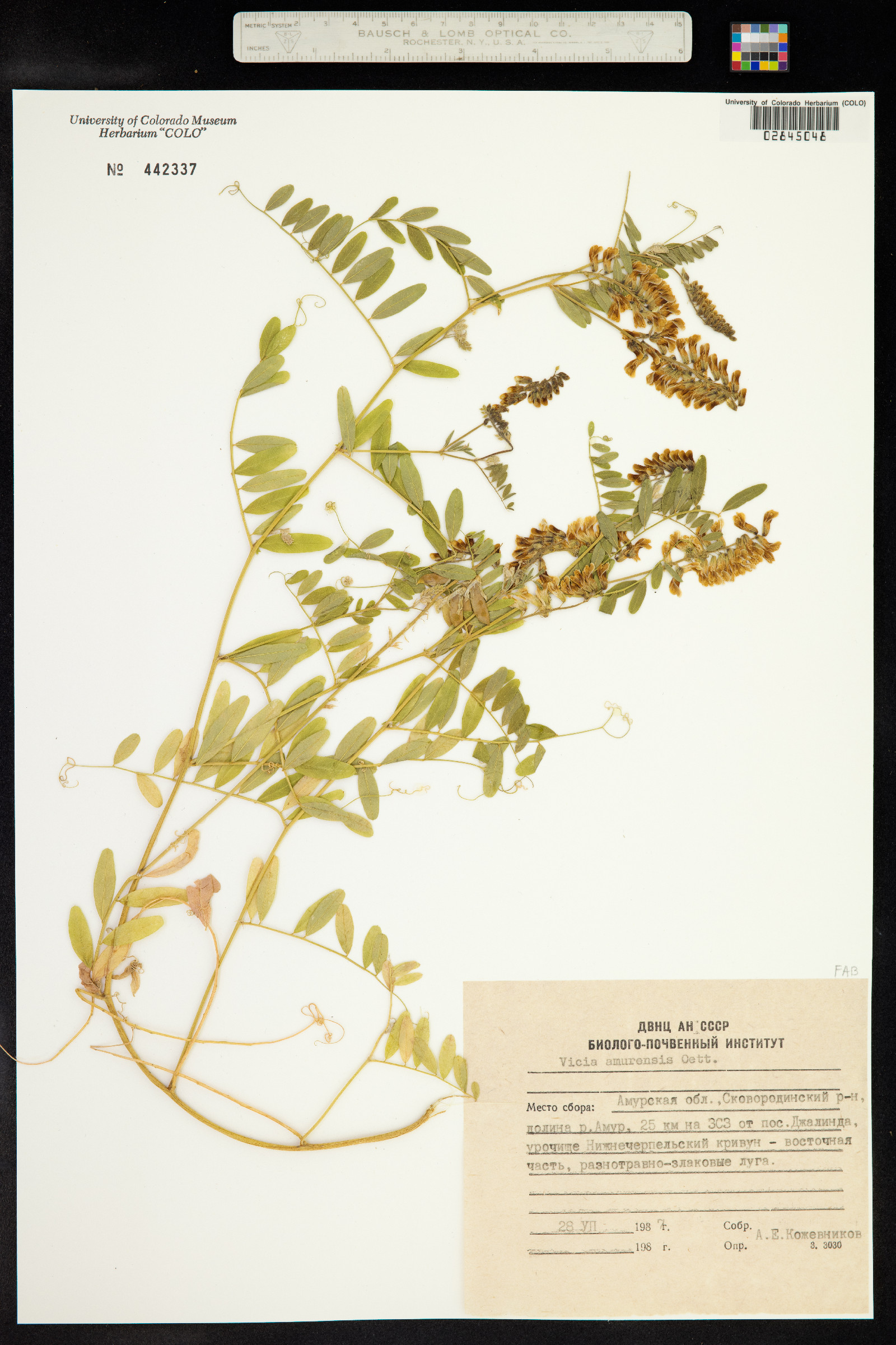 Vicia amurensis image