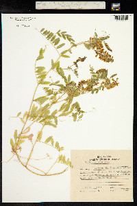 Image of Vicia amurensis