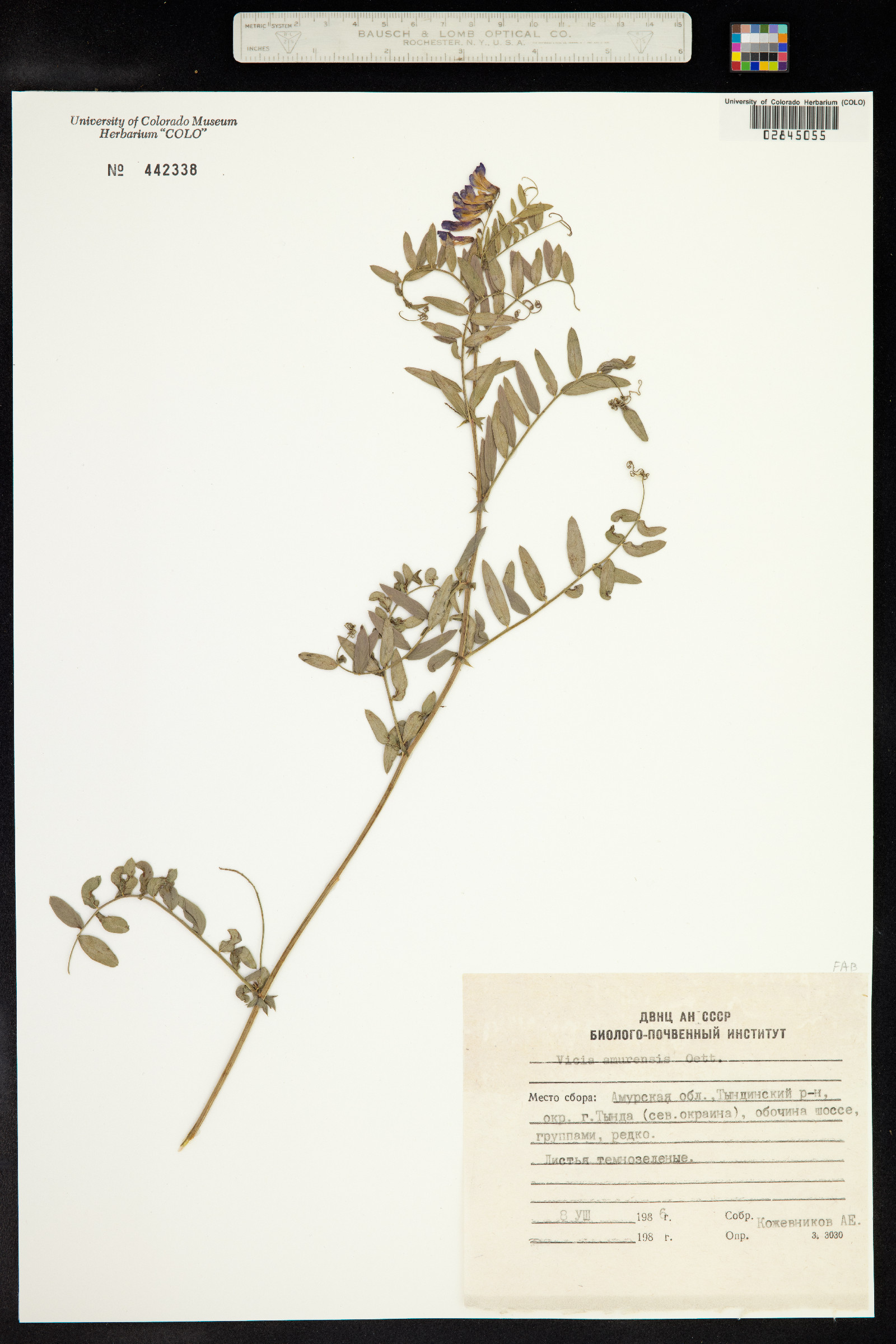 Vicia amurensis image