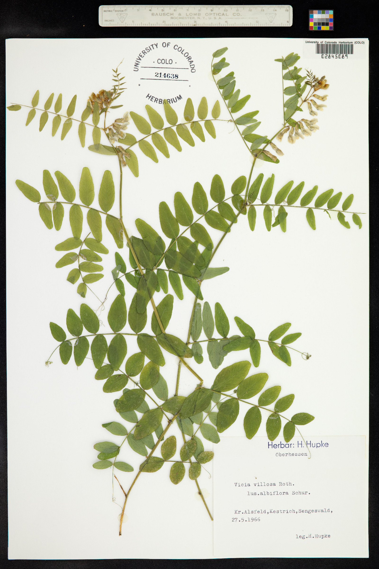 Vicia villosa image