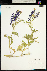 Vicia villosa image