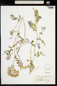 Vicia villosa image