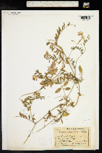 Vicia villosa image