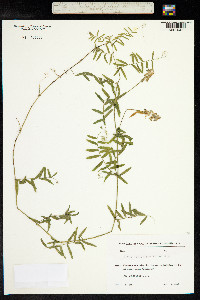 Vicia tenuifolia image