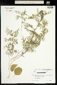 Vicia tenuifolia image