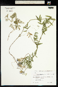 Vicia tenuifolia image