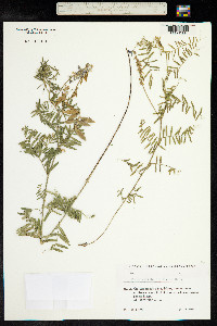 Vicia tenuifolia image