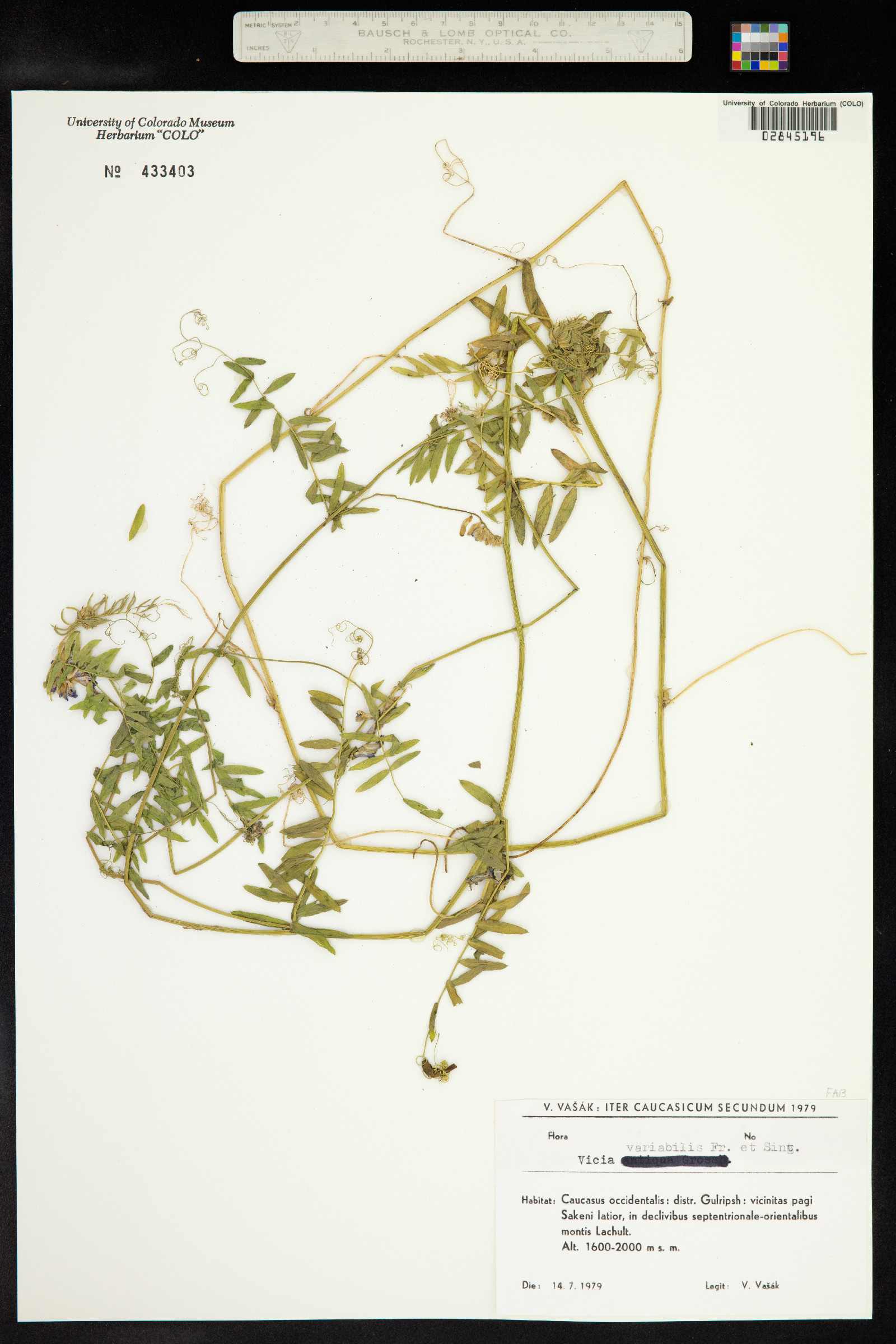 Vicia tenuifolia subsp. variabilis image