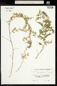 Vicia tenuifolia image