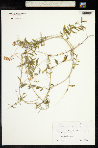 Vicia tenuifolia image