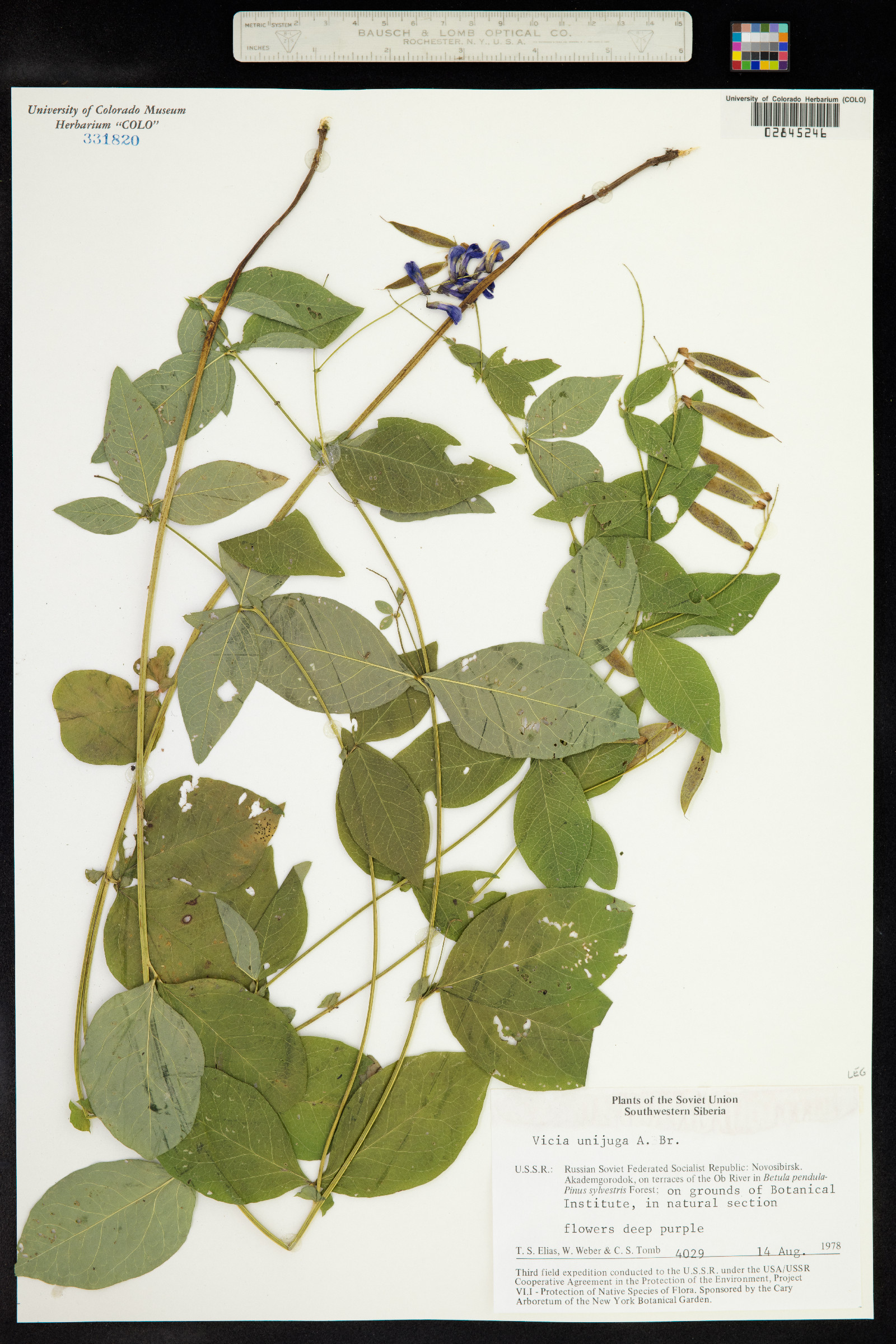 Vicia unijuga image