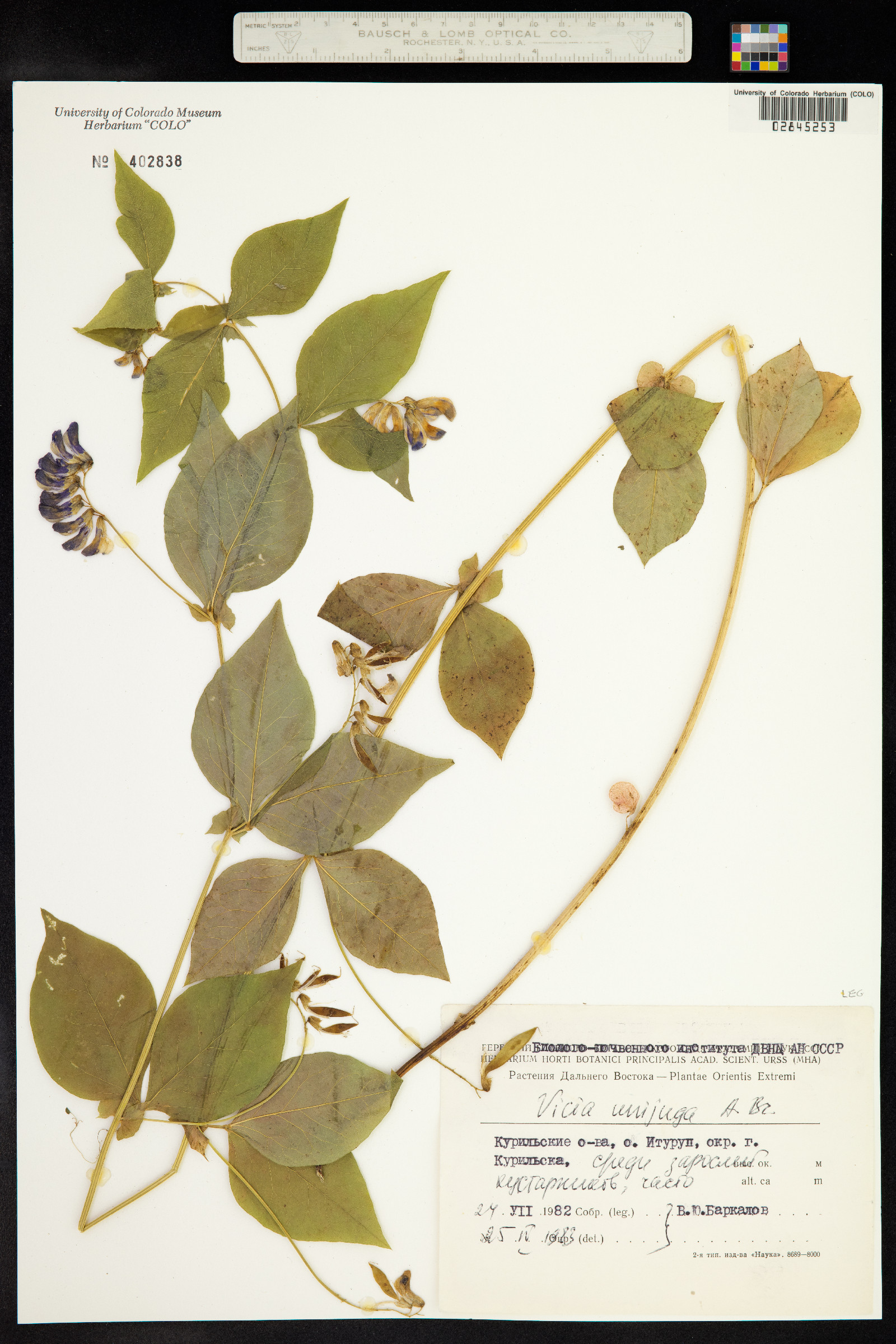 Vicia unijuga image