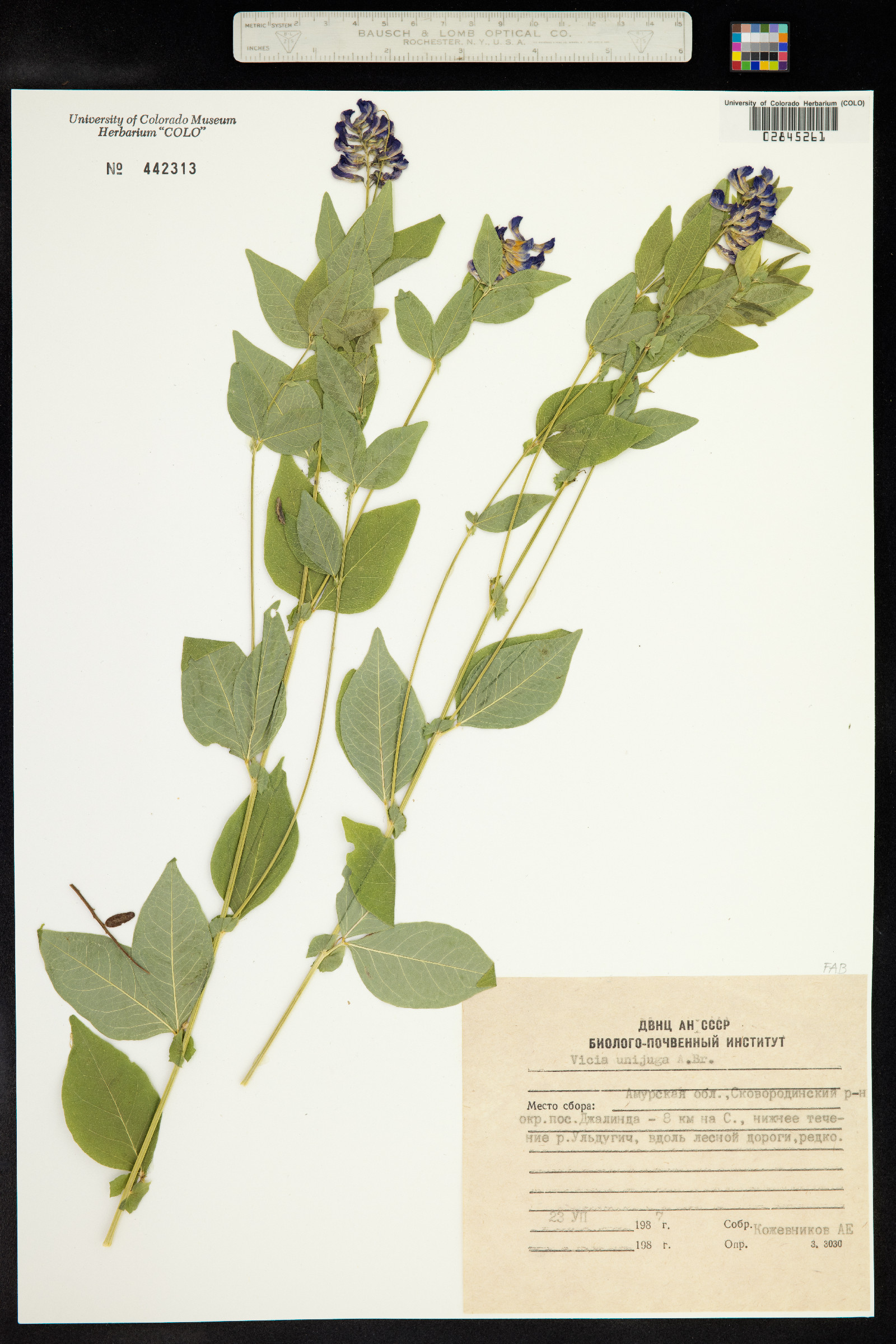Vicia unijuga image