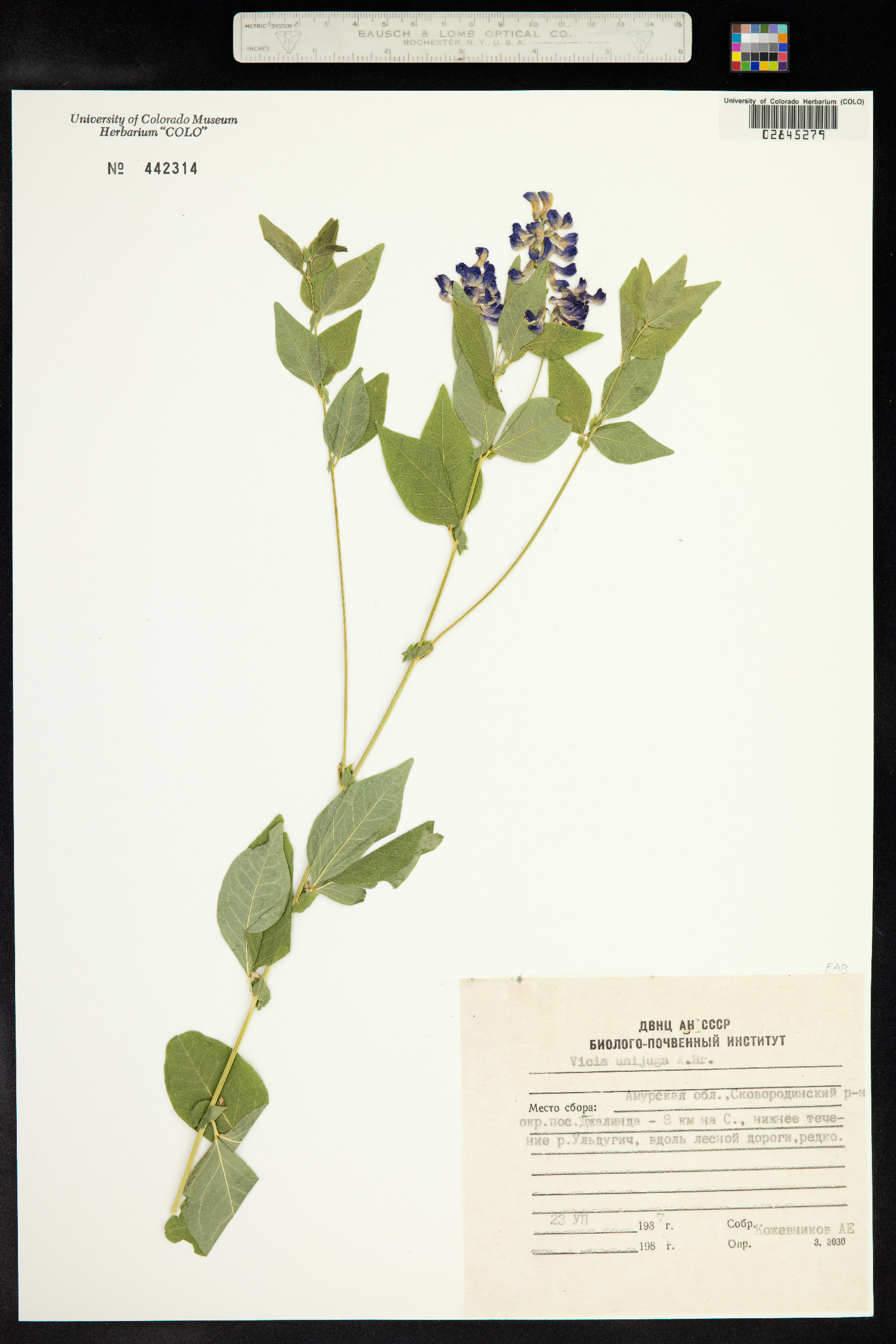 Vicia unijuga image