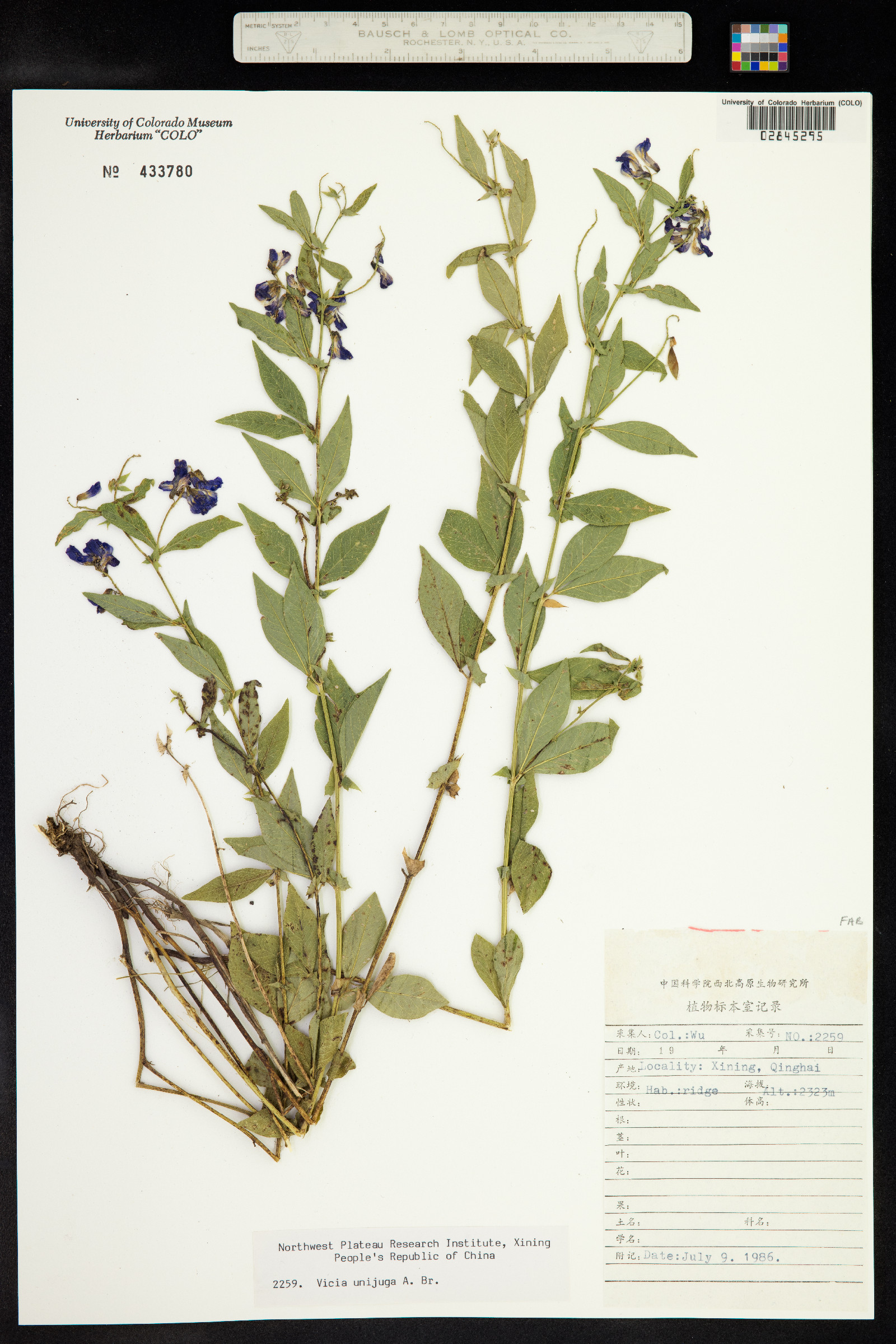 Vicia unijuga image