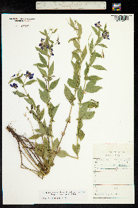 Vicia unijuga image