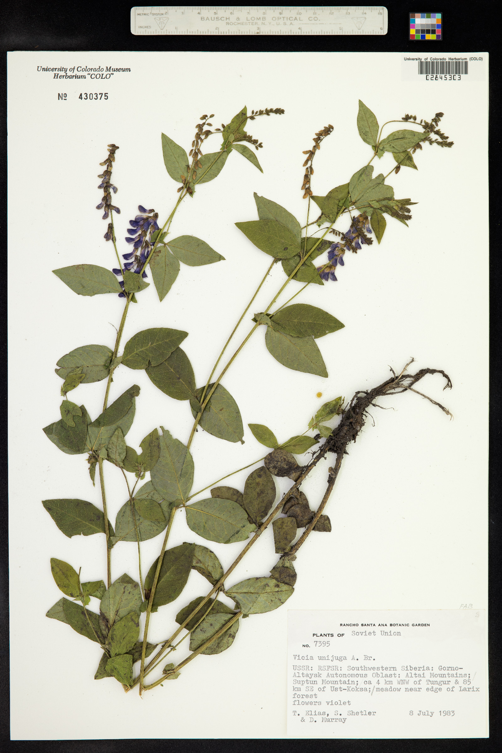 Vicia unijuga image