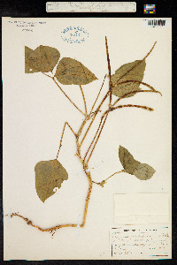 Image of Vigna unguiculata